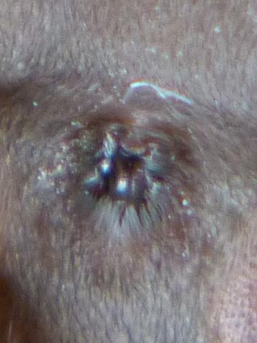 Scotophaeus sp.